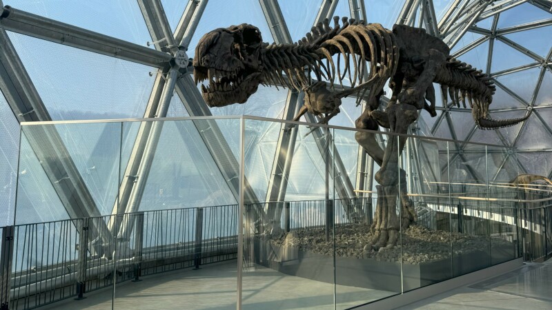 T-Rex-Skelett im Saurierpark Kleinwelka ist Filmstar