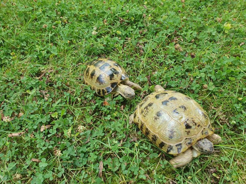 Neues Zuhause für Emil und Emilia