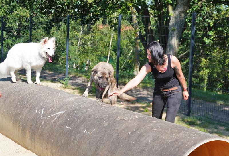 Tierisch was los in Gesundbrunnen