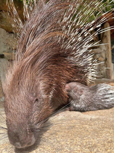 Im Görlitzer Zoo sind wieder Geburten zu verzeichnen