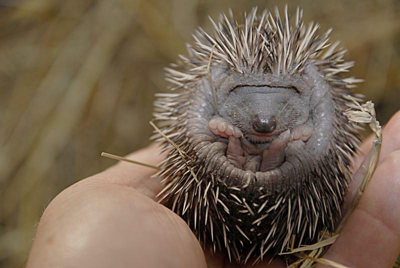 Gefährdete Igel-Kinderstuben im eigenen Garten