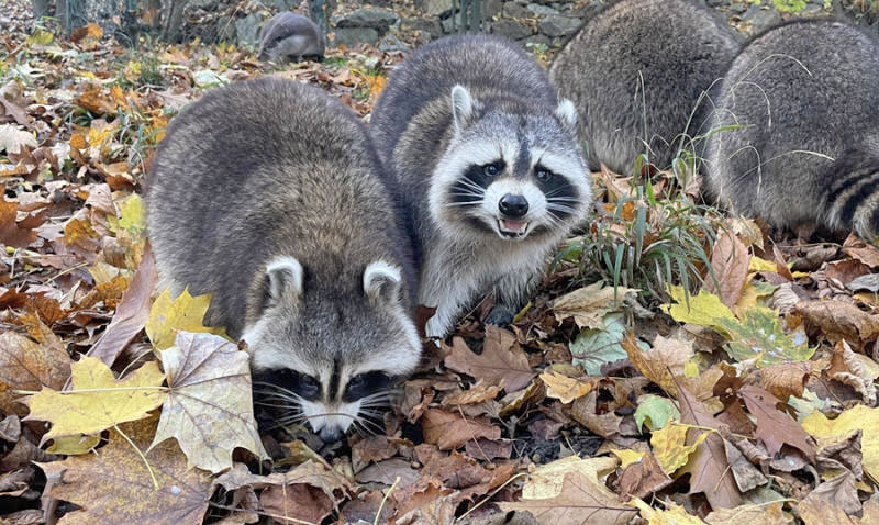 Laub bei Tieren im Görlitzer Zoo sehr beliebt