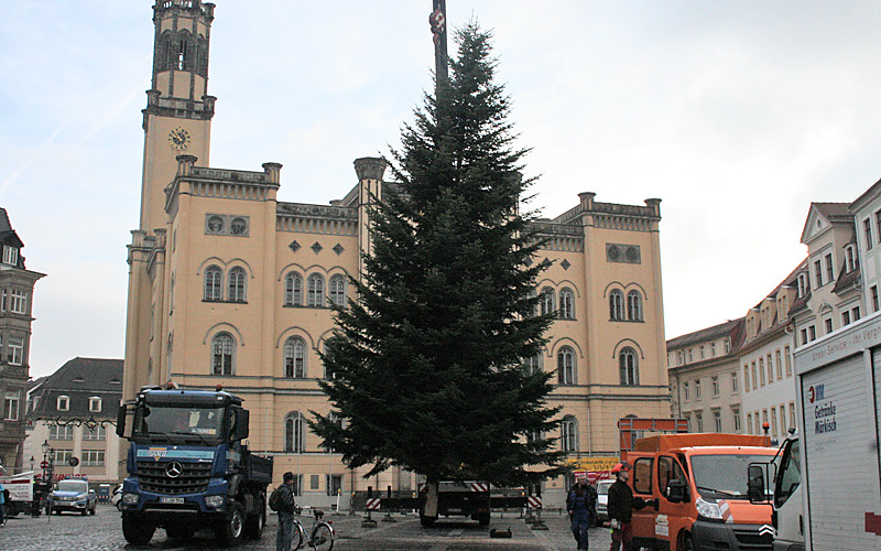 Weihnachtsbäume zieren Zittau