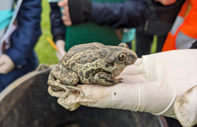 Amphibien sind wieder unterwegs