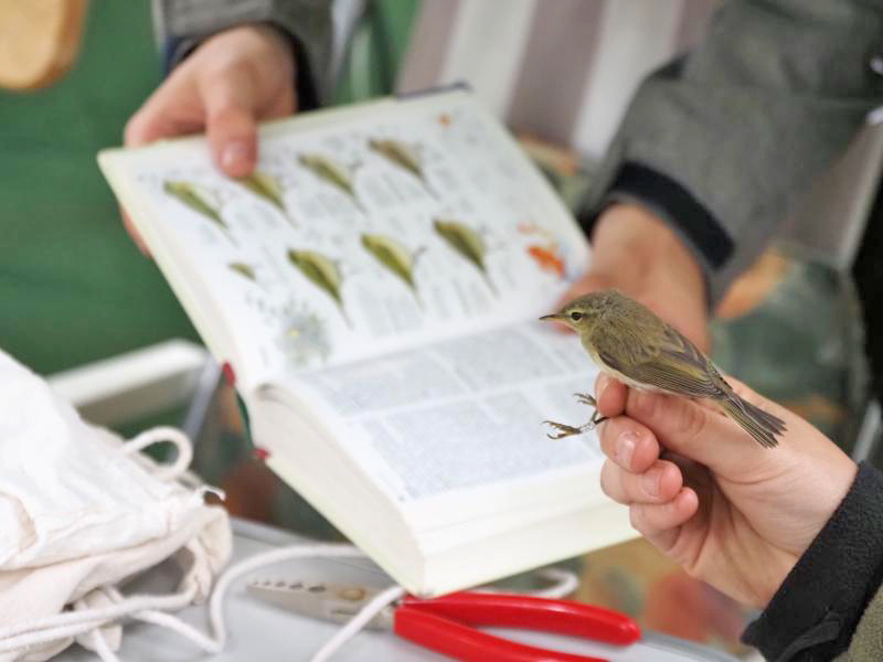 Singvögel wurden beringt - 44 gingen ins Netz