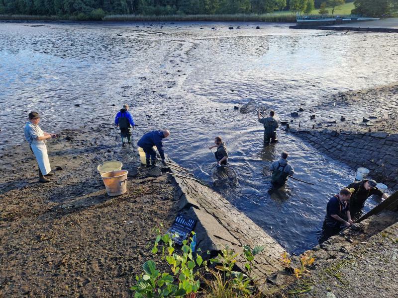 Abfischen an der Buschmühle in Hauswalde