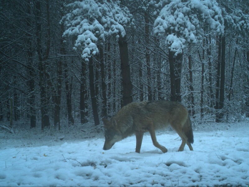 43 Wolfsterritorien in Sachsen bestätigt