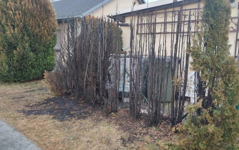 Schreck in der Silvesternacht - Hecke in Flammen