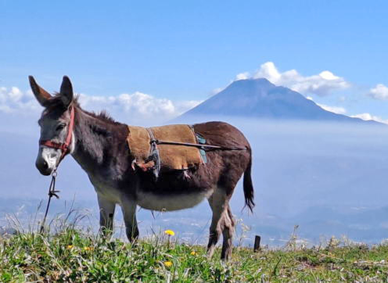 Über Galapagos, Anden oder Vulkane in Equador 