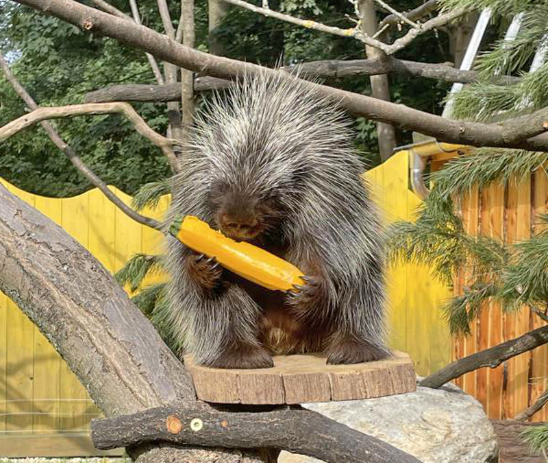 Zittauer Tierpark „glänzt“ jetzt schon am Eingang