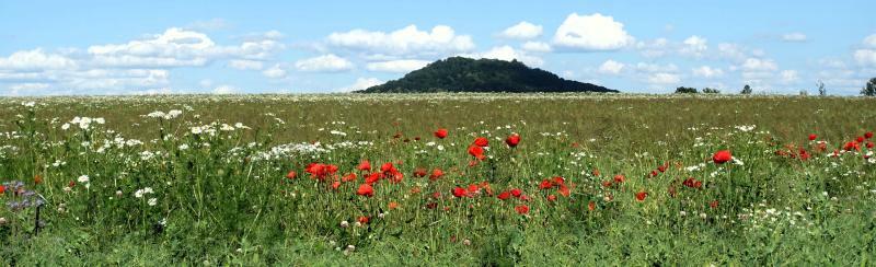 Zur Sonnenwende blüht der Mohn