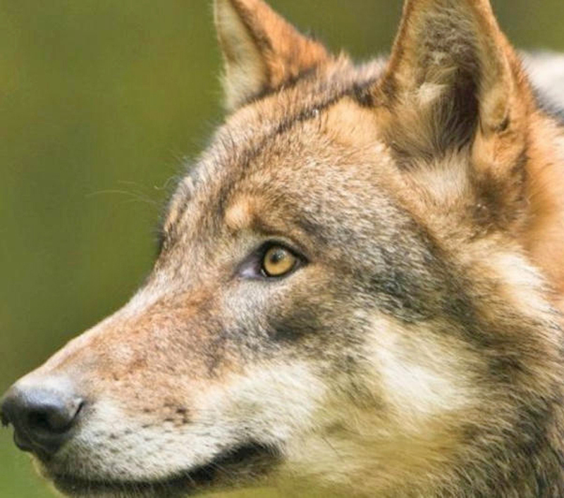 Wolfsrudel in der Region kommen und gehen 