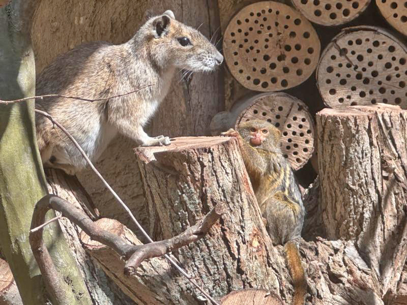 Begegnung der anderen Art im Görlitzer Tierpark 