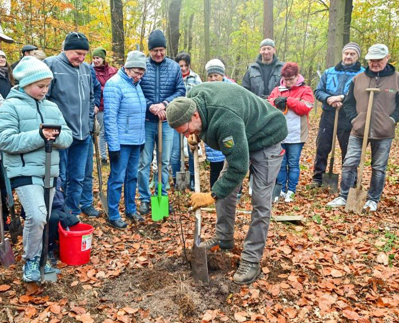 Wäldchen zur 800-Jahr-Feier gepflanzt