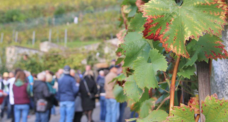 Auf zum Obst- und Winzerfest nach Ostritz 