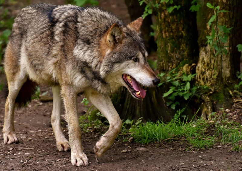 Landkreis Bautzen lässt Wolf abschießen