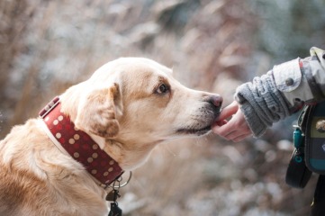 Reform für die Hundesteuer in Bautzen?