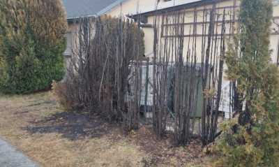 Schreck in der Silvesternacht - Hecke in Flammen