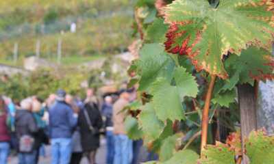 Auf zum Obst- und Winzerfest nach Ostritz 